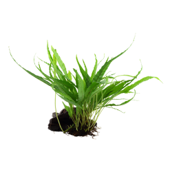 Microsorum pteropus su legno - Tropica