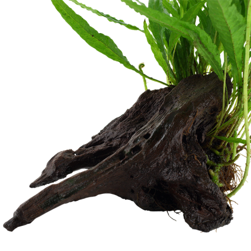 Pteropus microsorum sur bois - Tropica