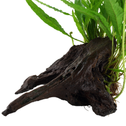 Pteropus microsorum on wood - Tropica