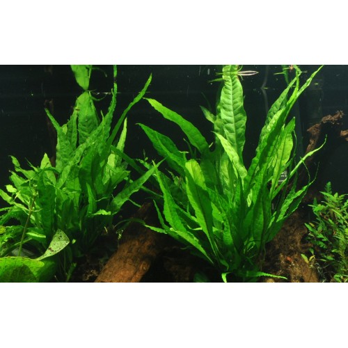 Microsorum pteropus on wood - Tropica