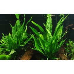 Microsorum pteropus su legno - Tropica