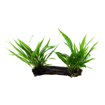 Microsorum pteropus su legno XL - Tropica