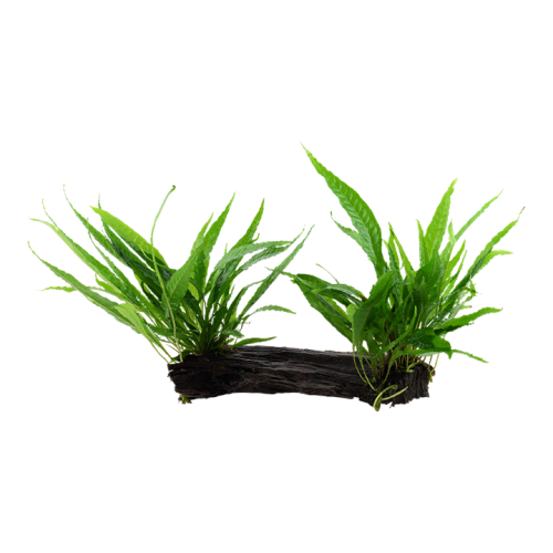 Pteropus microsorum on wood XL - Tropica