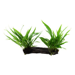 Pteropus microsorum on wood XL - Tropica