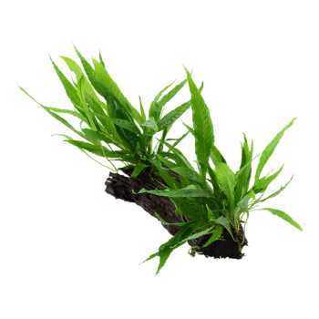 Pteropus Microsorum sur Wood XL - Tropica 2