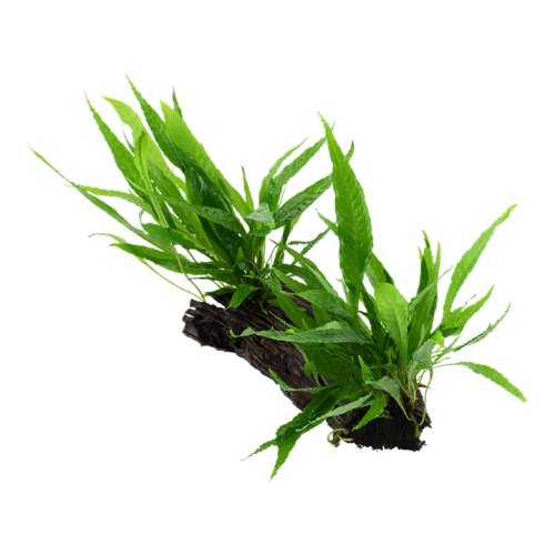 Pteropus Microsorum sur Wood XL - Tropica