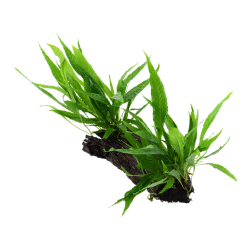 Microsorum pteropus on wood XL - Tropica