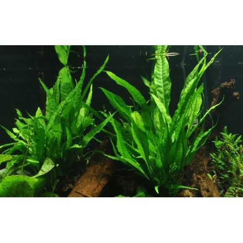 Pteropus microsorum on wood XL - Tropica