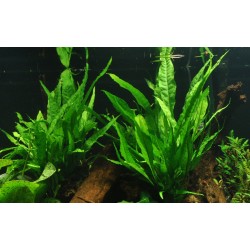 Pteropus Microsorum sur Wood XL - Tropica