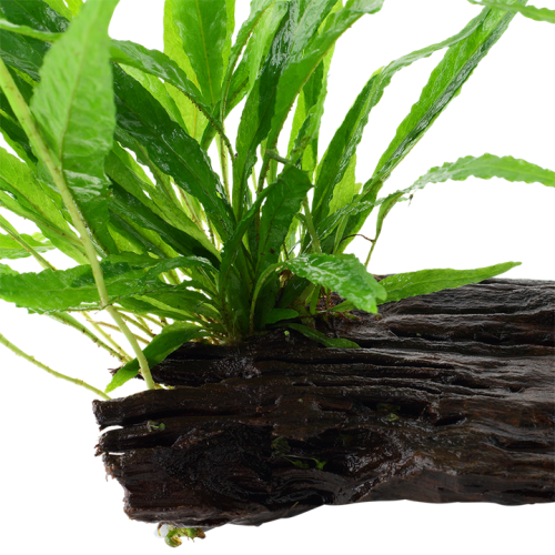 Pteropus Microsorum sur Wood XL - Tropica