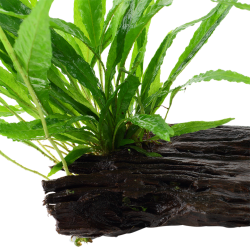 Pteropus Microsorum sur Wood XL - Tropica