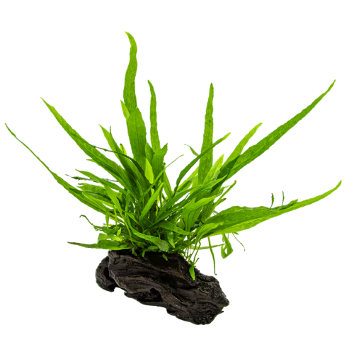 Microsorum pteropus nano wood su legno - Tropica