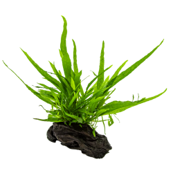 Microsorum pteropus nano bois sur bois - Tropica