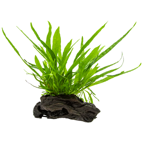 Microsorum pteropus nano bois sur bois - Tropica