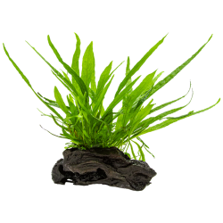 Microsorum pteropus nano bois sur bois - Tropica