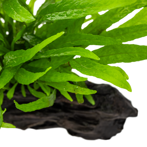 Microsorum pteropus nano wood on wood - Tropica