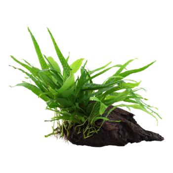 Microsorum pteropus étroit sur bois - Tropica