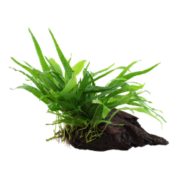 Microsorum pteropus Narrow su legno - Tropica