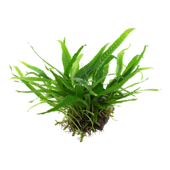 Microsorum pteropus Narrow su legno - Tropica 2