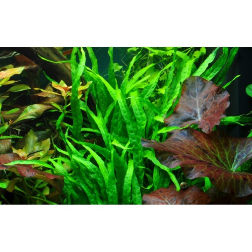 Microsorum pteropus Narrow su legno - Tropica