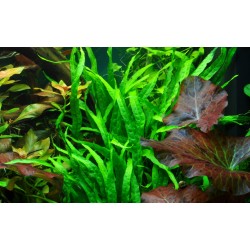 Microsorum pteropus étroit sur bois - Tropica