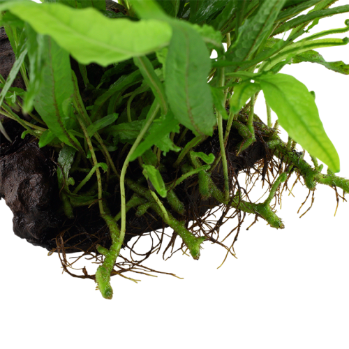 Microsorum pteropus Narrow su legno - Tropica