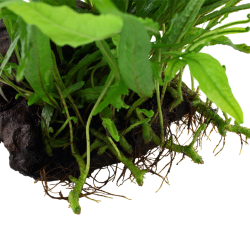 Microsorum pteropus étroit sur bois - Tropica