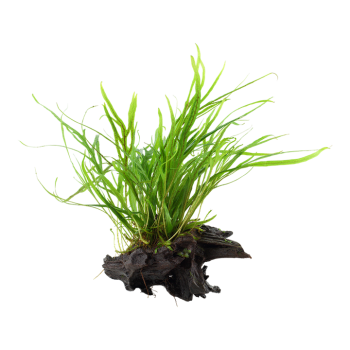 Microsorum pteropus Trident sur bois - Tropica