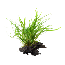 Microsorum pteropus Trident on wood - Tropica