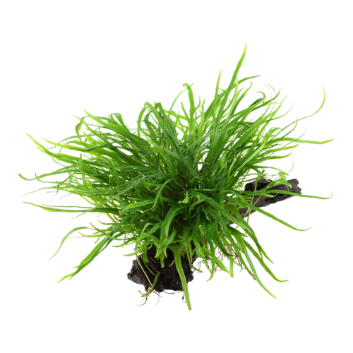 Microsorum pteropus Trident sur bois - Tropica