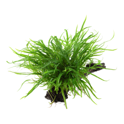 Microsorum pteropus Trident on wood - Tropica
