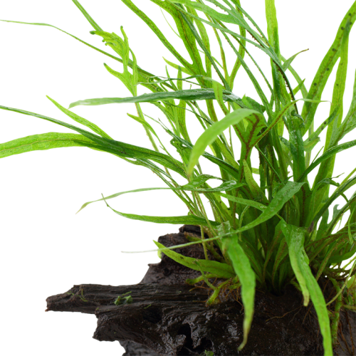 Microsorum pteropus Trident su legno - Tropica