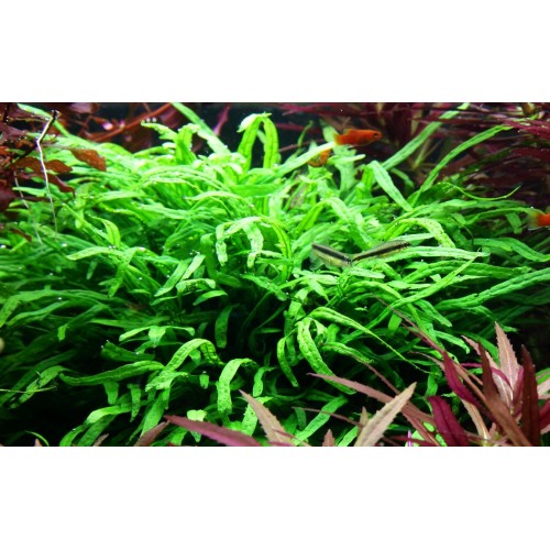 Microsorum pteropus Trident sur bois - Tropica