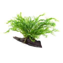 Microsorum pteropus Windeløv su legno - Tropica