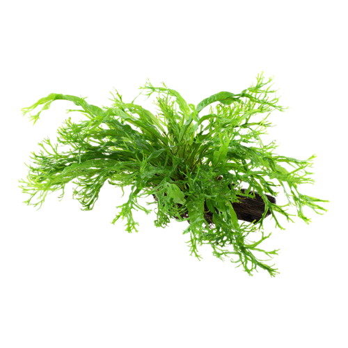 Microsorum Pteropus Windeløv sur bois - Tropica