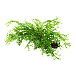 Microsorum pteropus Windeløv on wood - Tropica