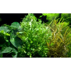 Microsorum pteropus Windeløv on wood - Tropica