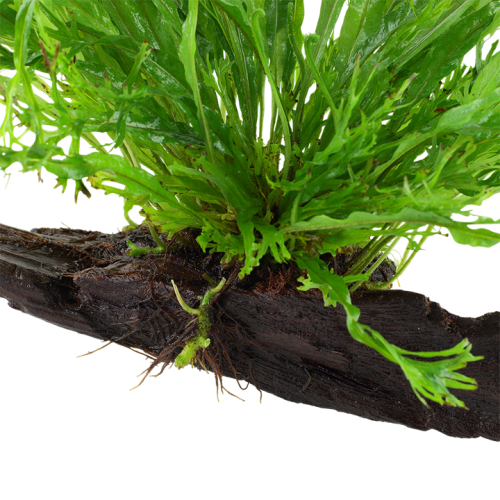 Microsorum pteropus Windeløv on wood - Tropica