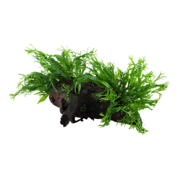 Microsorum Pteropus Windeløv sur bois XL - Tropica