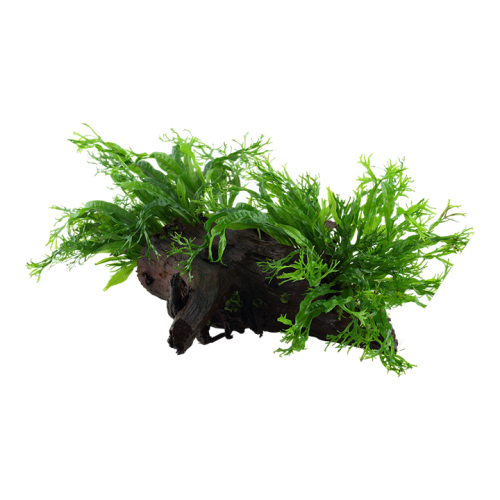 Microsorum Pteropus Windeløv sur bois XL - Tropica