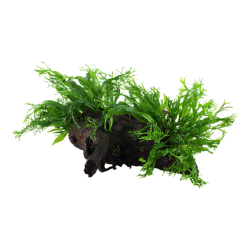 Microsorum pteropus Windeløv su legno XL - Tropica