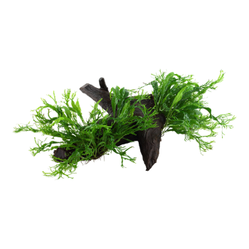 Microsorum Pteropus Windeløv sur bois XL - Tropica 2