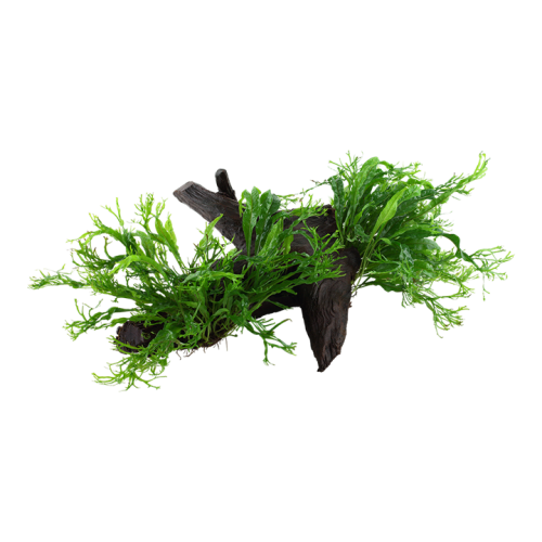 Microsorum pteropus Windeløv su legno XL - Tropica