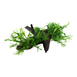 Microsorum pteropus Windeløv su legno XL - Tropica