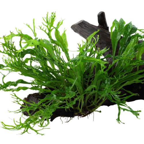 Microsorum pteropus Windeløv su legno XL - Tropica