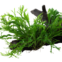 Microsorum Pteropus Windeløv sur bois XL - Tropica