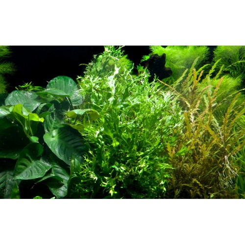 Microsorum Pteropus Windeløv sur bois XL - Tropica