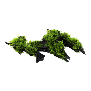 Vésiculaire Mountain Noël sur bois - Tropica