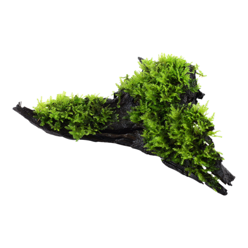 Vésiculaire Mountain Noël sur bois - Tropica