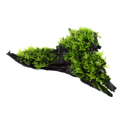 Vésiculaire Mountain Noël sur bois - Tropica